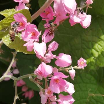 Image of black dwarf honey bee