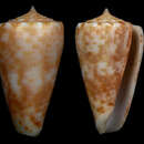 Image of Conus alexandrei (Limpalaër & Monnier 2012)