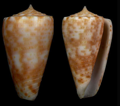 Image of Conus alexandrei (Limpalaër & Monnier 2012)