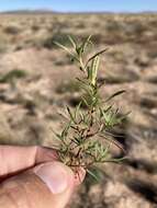 Oenothera hartwegii subsp. filifolia (Eastw.) W. L. Wagner & Hoch resmi