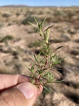 Oenothera hartwegii subsp. filifolia (Eastw.) W. L. Wagner & Hoch的圖片