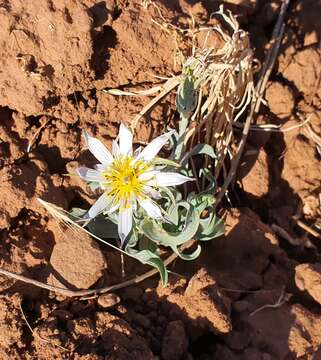 Image of Tragopogon collinus DC.