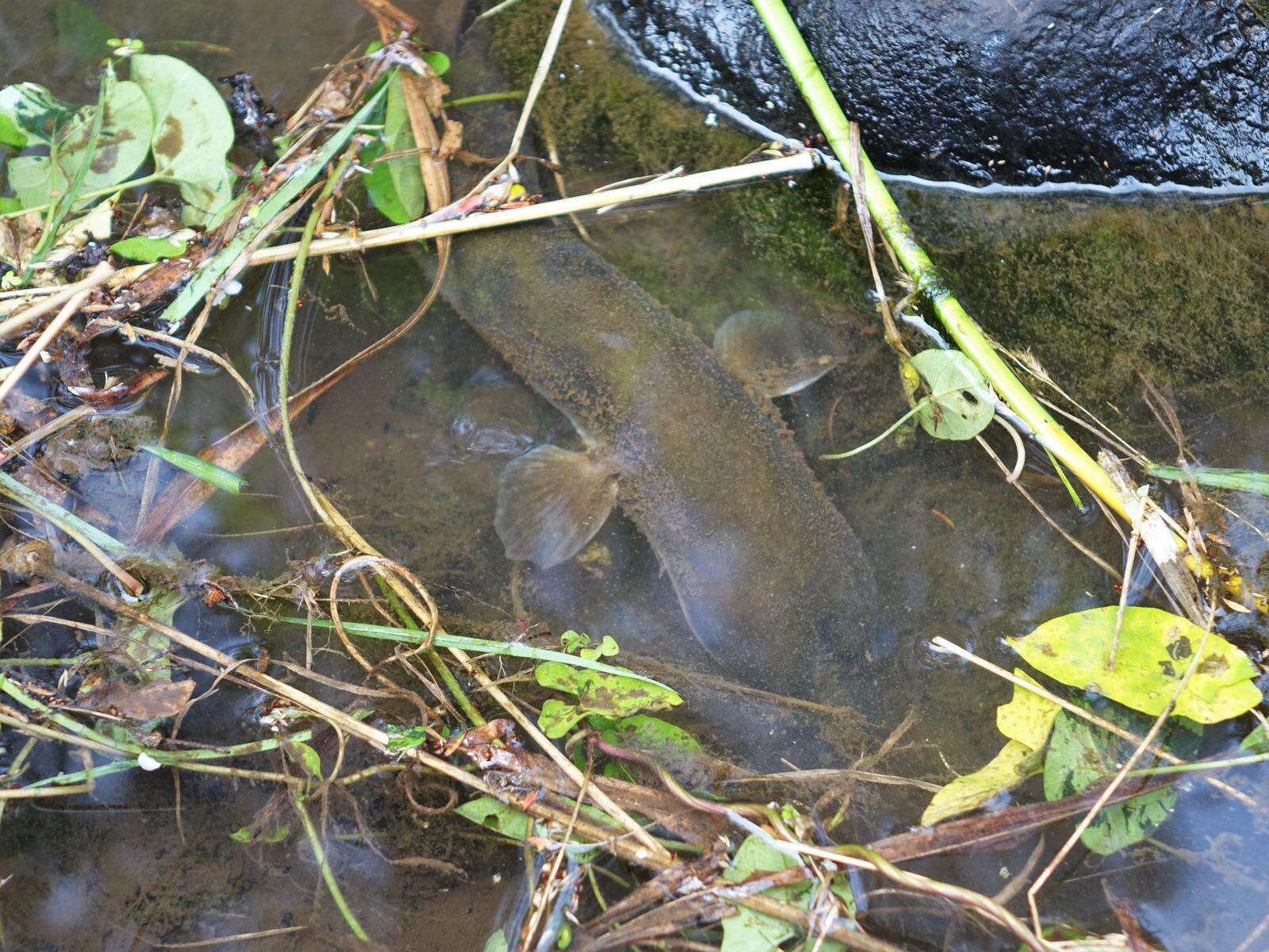 Image of Longfin eel