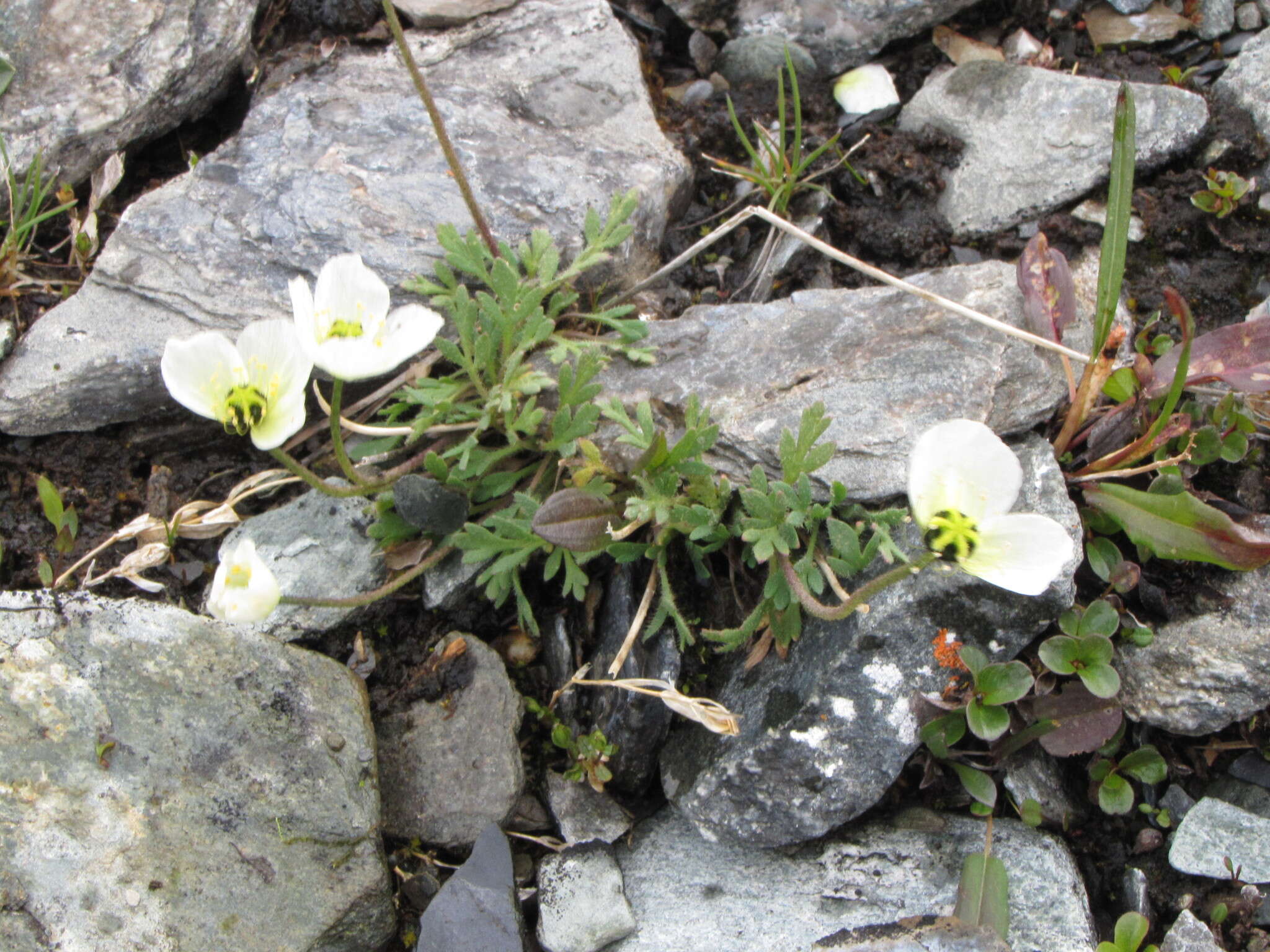 Image of arctic poppy