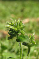 Image of Cerastium rivulare Cambess.