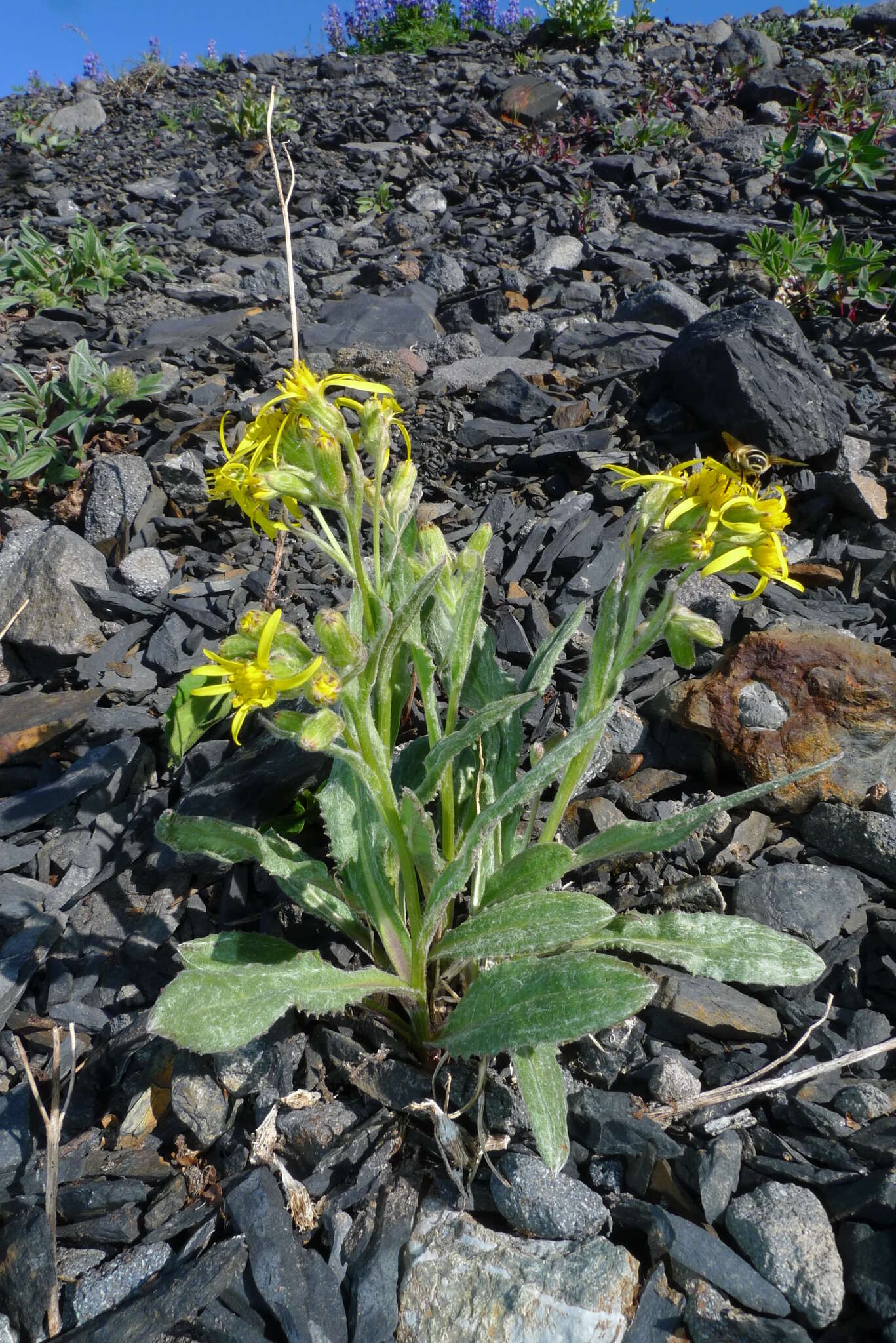 Image of Elmer's ragwort