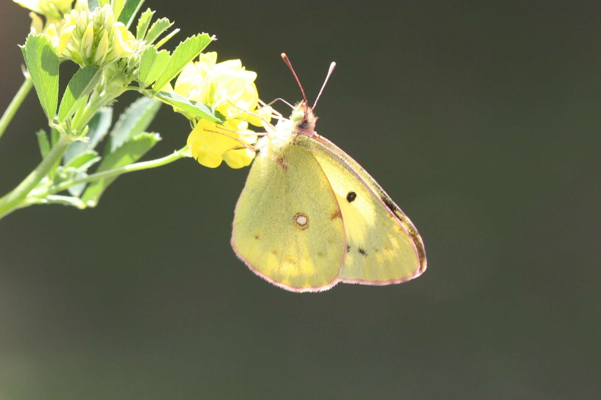 Image of Eastern Pale Clouded Yellow