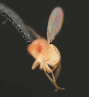 Image of fruit fly