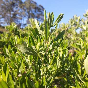 Image of Baccharis heterophylla Kunth