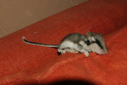 Image of European Garden Dormouse