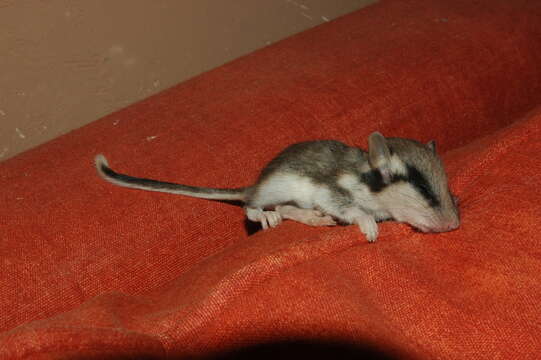 Image of European Garden Dormouse