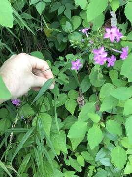 Imagem de Phlox glaberrima L.