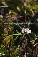 Image de Lomatium gormanii (T. J. Howell) Coult. & Rose