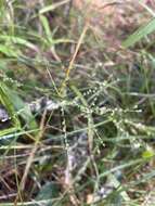 Image of Lax Gaping Grass