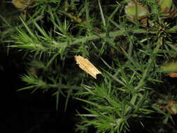 Image of brindled bell moth