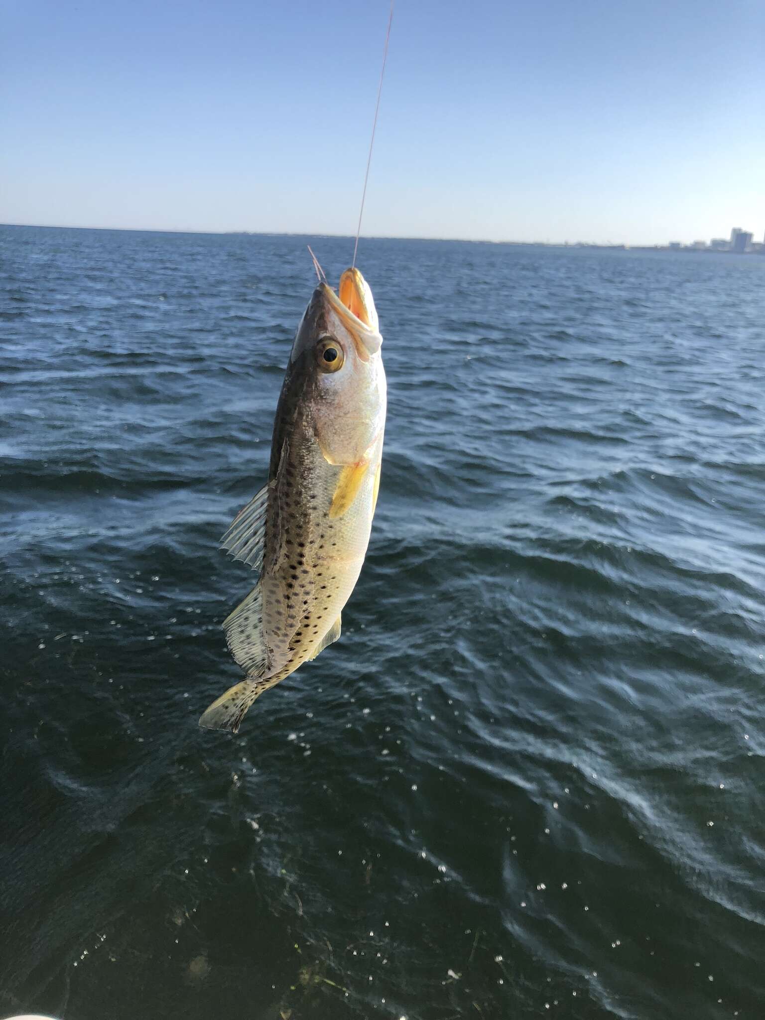 雲紋犬牙石首魚的圖片