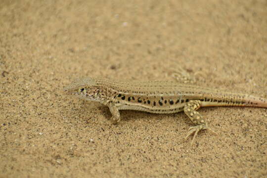 Image of Rapid Racerunner