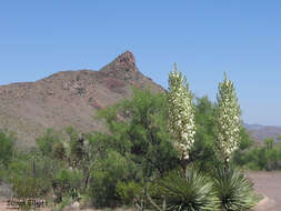 Image of Yucca rostrata Engelm. ex Trel.