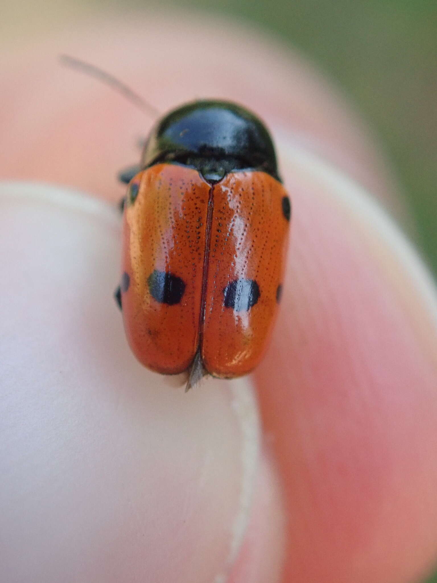 Image of <i>Cryptocephalus trimaculatus</i>