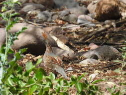 Image of Elegant Quail