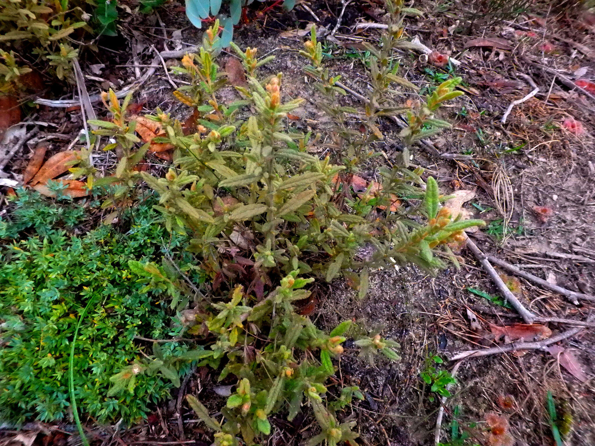 Image of Thomasia petalocalyx F. Müll.