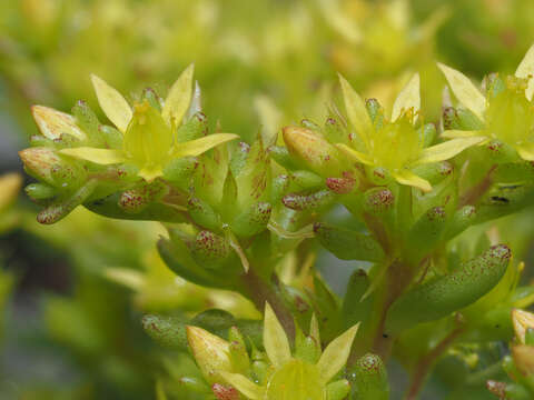 Image of annual stonecrop