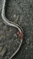 Image of Stripe-tailed Rat Snake