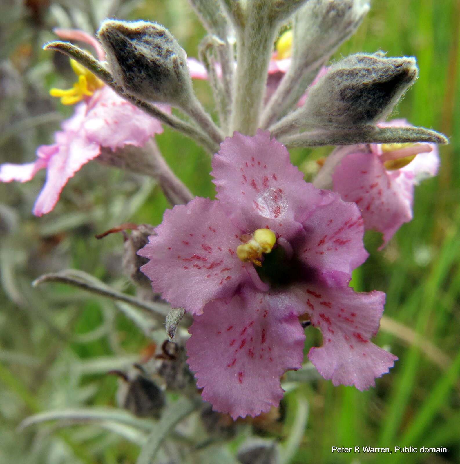 Image of Sopubia cana var. cana