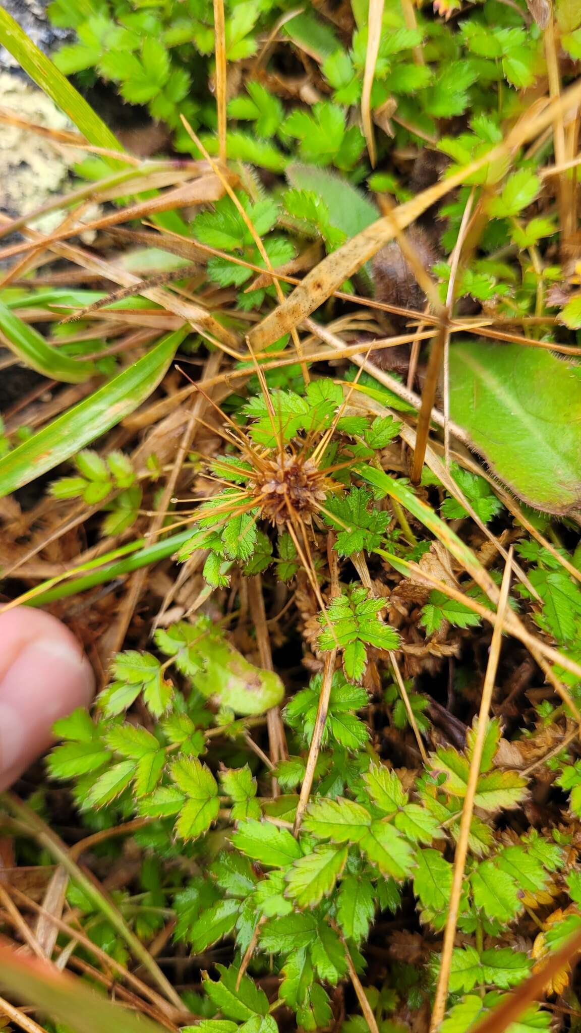 Image of Acaena microphylla subsp. obscurascens Bitter