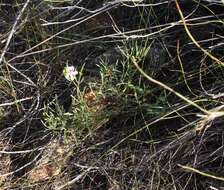 Image of Pelargonium laevigatum (L. fil.) Willd.