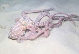 Image of night octopus