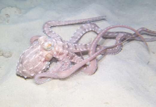 Слика од Callistoctopus ornatus (Gould 1852)