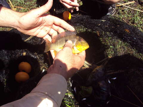 Image of Argentine humphead