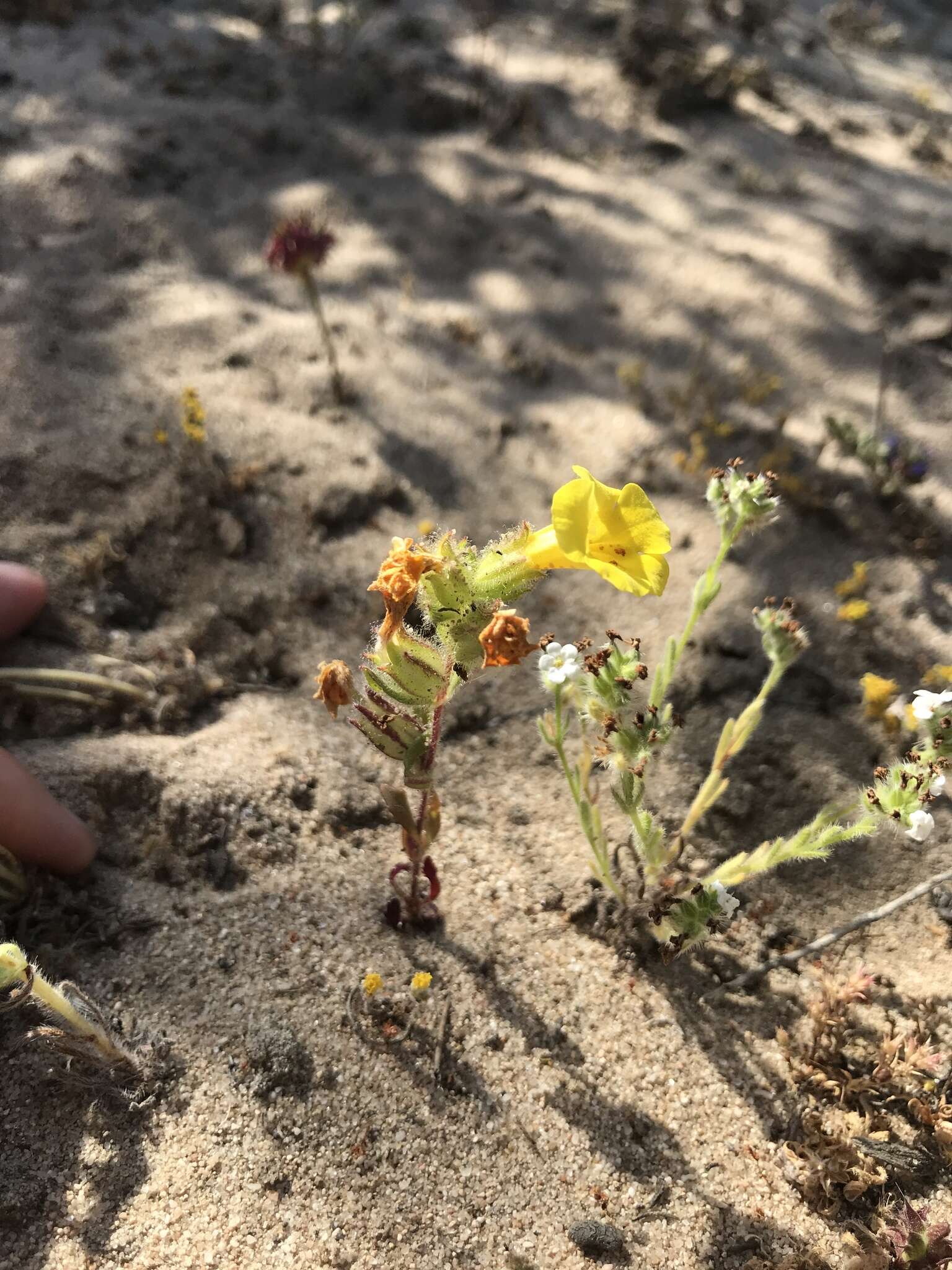 Image of Vandenberg monkeyflower