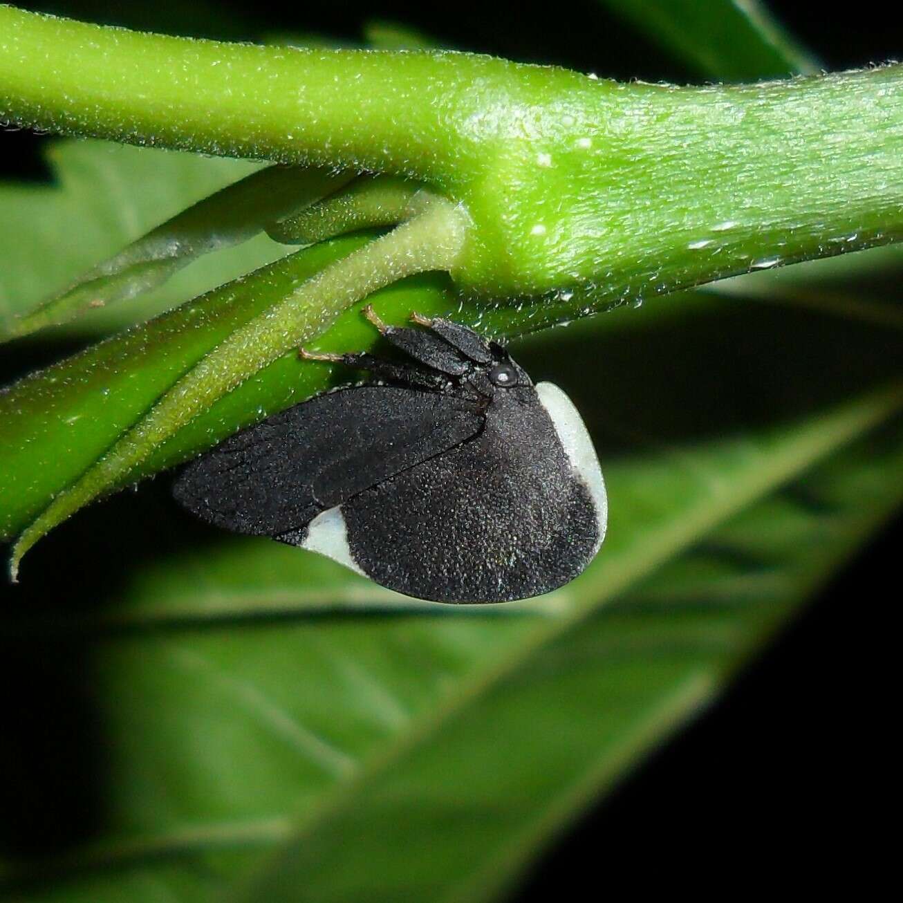 Image of Membracis dorsata Fabricius