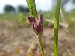 Слика од <i>Eublemma purpurina</i>