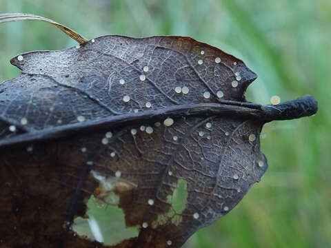 Image of Cyathicula amenti (Batsch) Baral & R. Galán 2013