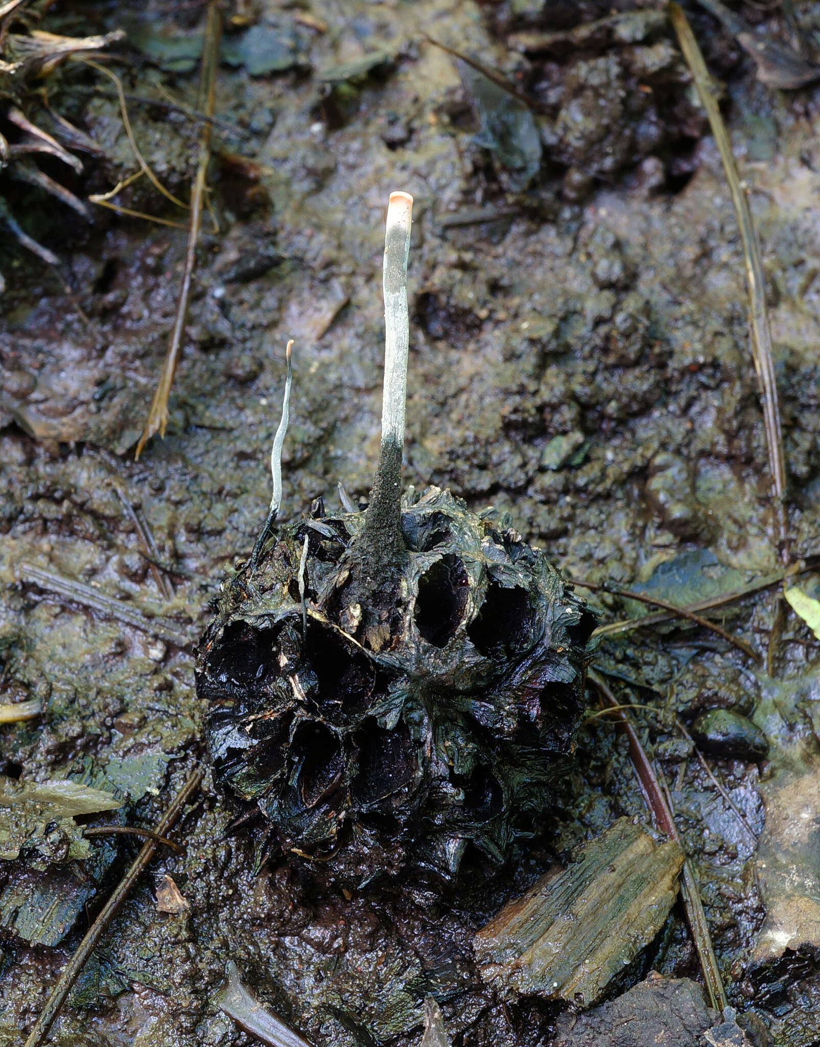 Слика од Xylaria liquidambaris J. D. Rogers, Y. M. Ju & F. San Martín 2002