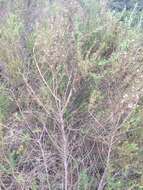 صورة Baccharis paniculata DC.