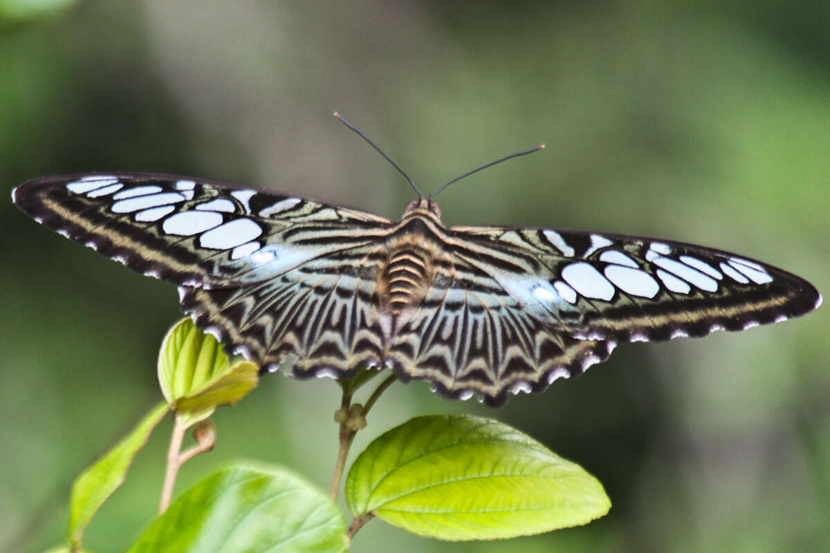 Imagem de Parthenos sylvia apicalis