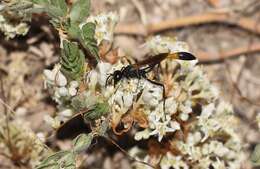 Слика од Ammophila placida F. Smith 1856