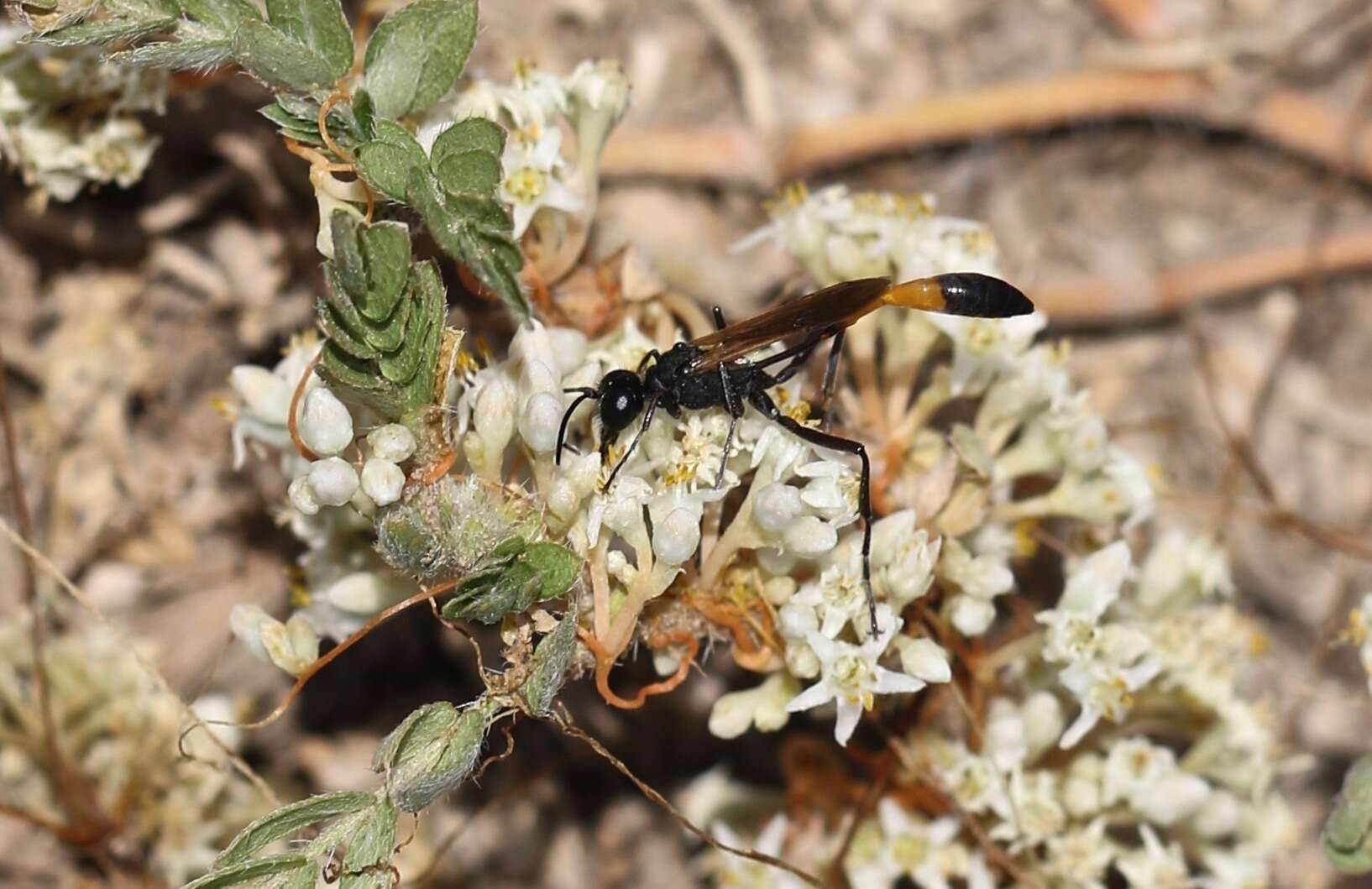 Слика од Ammophila placida F. Smith 1856