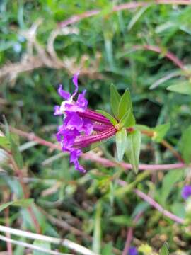 Image of creeping waxweed