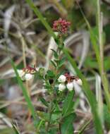 Image de Vaccinium myrsinites Lam.