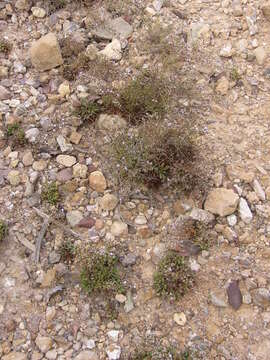 Image of Limonium carthaginense (Rouy) C. E. Hubbard & Sandwith