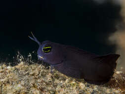 Image of Smooth-fin blenny