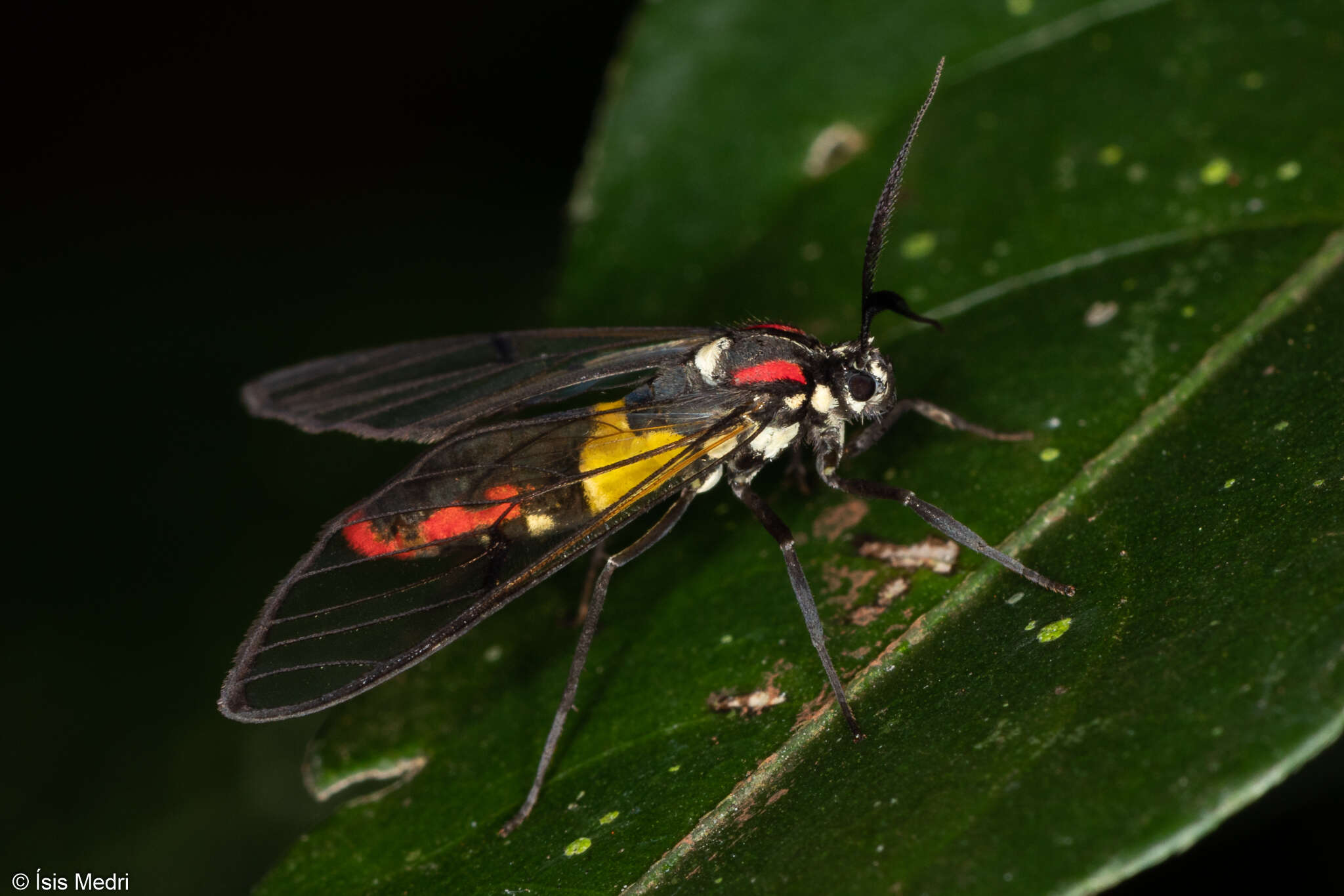 Image of Argyroeides braco Herrich-Schäffer 1855