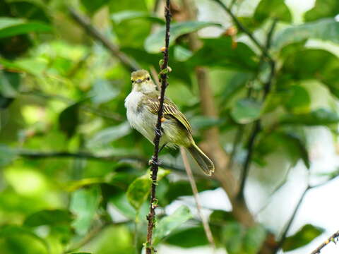 Image of Choco Tyrannulet