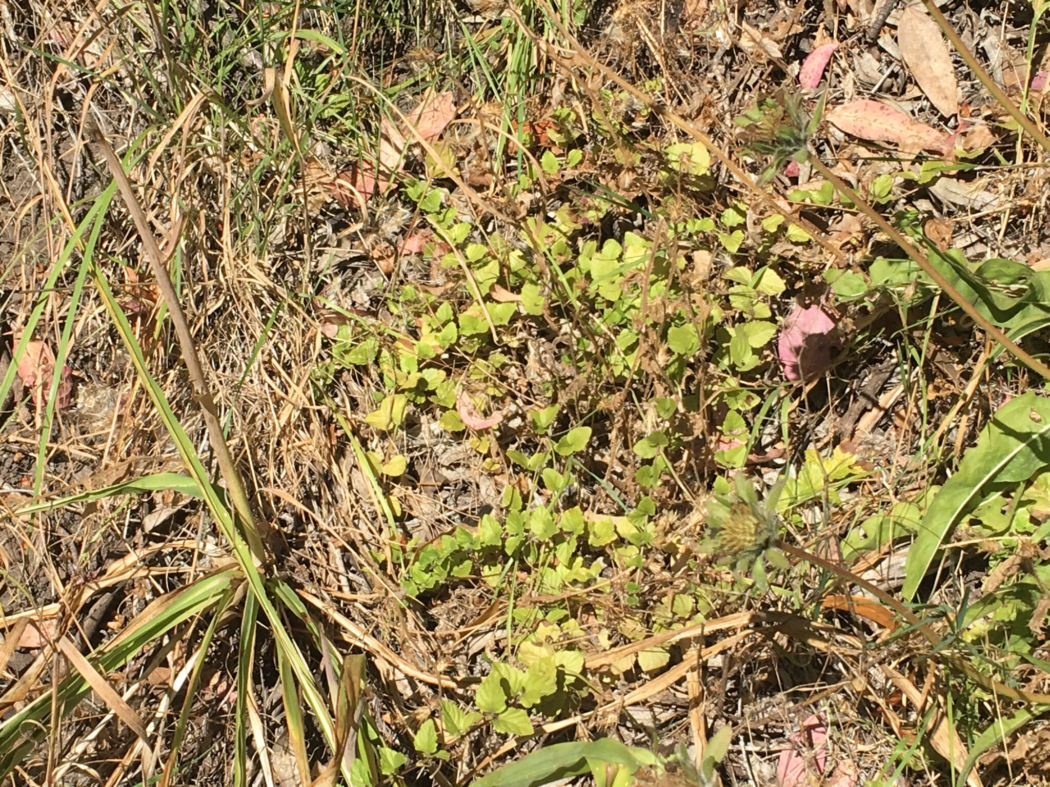 Plancia ëd Micromeria douglasii Benth.