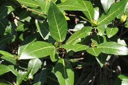 Ficus adenosperma Miq.的圖片